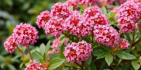 Rhodoxis fairytale plant with clusters of tiny pink flowers, nature's subtlety, microscopic view