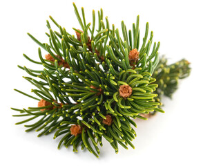 Spruce branch with little cone