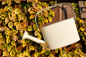 A white watering can hangs on a wooden fence surrounded by vibrant green and yellow leaves in a peaceful garden setting