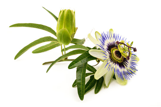 Passion flower with bud