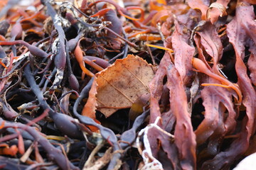 Graves Island, Nova Scotia, November 7 2024