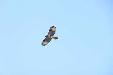 The eastern buzzard or Japanese buzzard (Buteo japonicus) is a medium to large bird of prey. This...