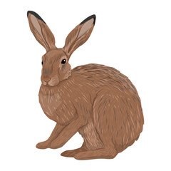 European hare or brown hare. Adult Lepus europaeus sitting. Realistic vector animal