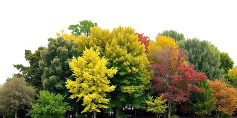 Diverse array of tree species growing together in harmony, foliage, growth, multiple trees