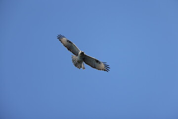 The eastern buzzard or Japanese buzzard (Buteo japonicus) is a medium to large bird of prey. This photo was taken in Japan.