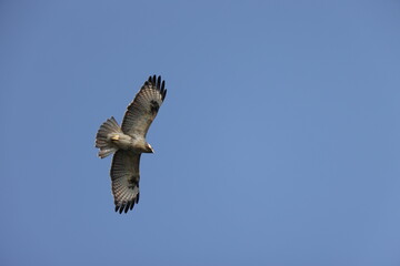 The eastern buzzard or Japanese buzzard (Buteo japonicus) is a medium to large bird of prey. This photo was taken in Japan.