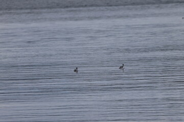 Graves Island, Nova Scotia, November 7 2024