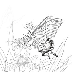 A detailed black-and-white line drawing of a butterfly perched on a flower, perfect for coloring pages or botanical illustration projects. Coloring book