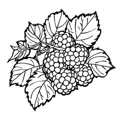 A black and white illustration of a cluster of blackberries on a vine with leaves. Coloring book
