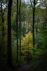 Autumn colors in the forest, Belgium