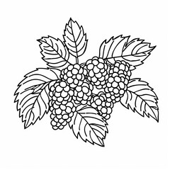 A black and white line drawing of blackberries on a branch with leaves. Coloring book