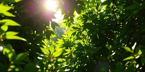 Dense foliage with sunlight filtering through, greenery, canopy