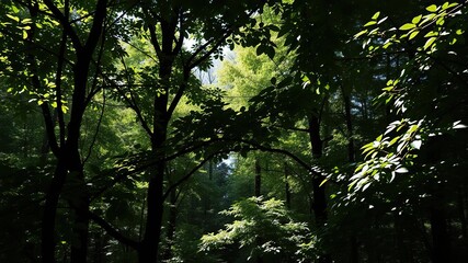 Obraz premium Dense foliage of trees with varying leaf shapes and sizes, filtering sunlight and casting dappled shadows on the forest floor, forest floor, canopy