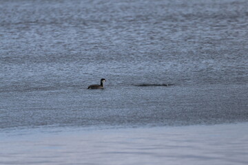 Graves Island, Nova Scotia, November 7 2024