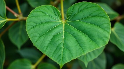 Close-up of a single large heart shaped leaf with veins on a green natural leafy branch, natural fiber, botanical details, leaf veins