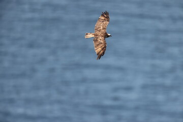 The osprey (Pandion haliaetus), historically known as sea hawk, river hawk, and fish hawk, is a...