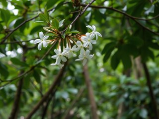 Obraz premium Delicate jasmine flowers drape from a tree branch in the lush green foliage of a tropical forest background, forest, jasmine flowers