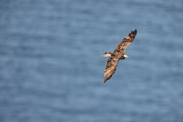The osprey (Pandion haliaetus), historically known as sea hawk, river hawk, and fish hawk, is a diurnal, fish-eating bird of prey with a cosmopolitan range. This photo was taken in Japan.