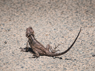 agama sitting on the sunny road © Piotr