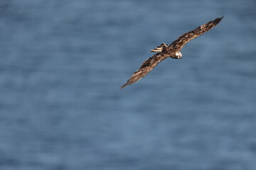 The osprey (Pandion haliaetus), historically known as sea hawk, river hawk, and fish hawk, is a...
