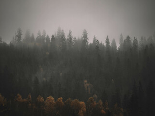 autumn misty forest in the mountains © Piotr