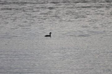 Graves Island, Nova Scotia, November 7 2024