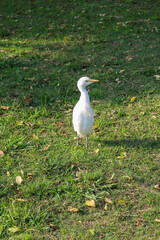 egret