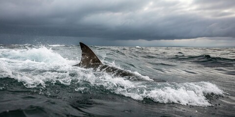 Fototapeta premium A shark fin sliced through the surface of the ocean on a cloudy day, creating a whirlpool in its wake, aquatic animals, marine life, predator, oceanographic feature, blue sky
