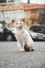 Turkish street cat.