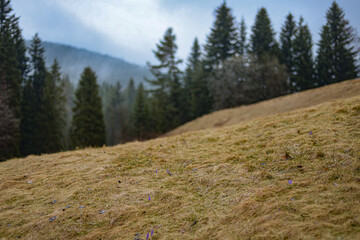 Mountains in spring