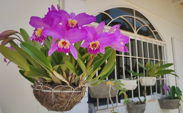 Full bloom ochid pot hanging by the window