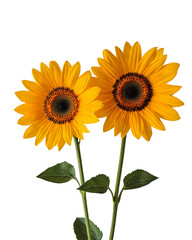 Obraz premium Two vibrant sunflowers with bright yellow petals and dark centers, standing together on green stems.