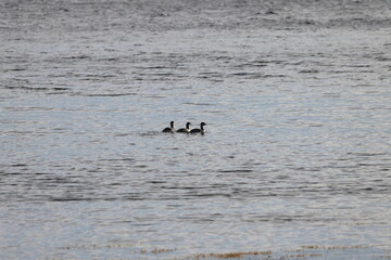 Graves Island, Nova Scotia, November 7 2024