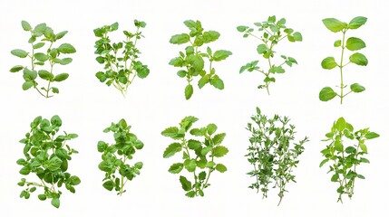 Fresh Garden Herbs Collection Isolated on White Background Featuring Mint, Basil, Oregano, Thyme, and Other Aromatic Plants for Culinary Use and Decoration