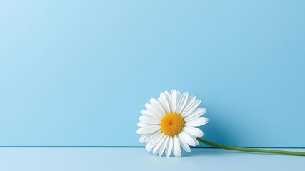 Obraz premium A delicate daisy flower placed in front of a large blue rectangle with subtle texture, striking contrast, sleek design, bold negative space
