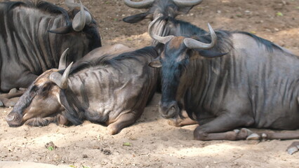 Group of wildebeests resting in natural habitat, wildlife behavior, serene animal kingdom environment. Wildlife and Nature