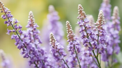 Fototapeta premium Delicate purple blooms adorn slender green stems, floral details, close-up flowers, white centers