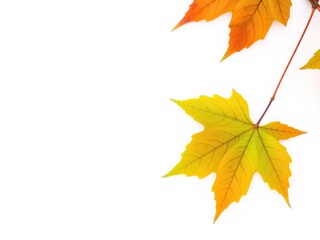 Fototapeta premium Close-up of an autumn maple leaf with vibrant green color against a clean white surface, detailed images, close-up photography