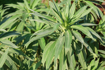 Fototapeta premium leaves