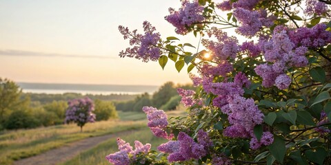 Obraz premium Lilac bush with vibrant purple flowers blooming in a gentle morning sun, kalium, nature