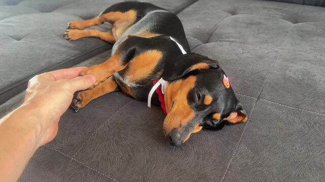 carinhosa duchshund cachorro salsicha 