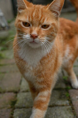 Turkish street cat.