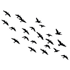 Fototapeta premium group of flying birds silhouette illustration