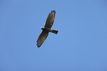 The grey-faced buzzard (Butastur indicus) is an Asian bird of prey. This photo was taken in Japan.