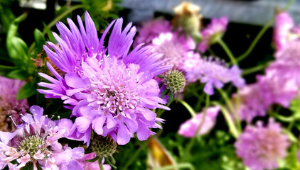 Chrysanthemum is blooming under the sunbath
