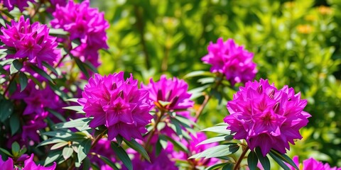 Vibrant purple rhododendron flowers bursting with color in a bright sunlight filled garden, sunny day, garden blooms