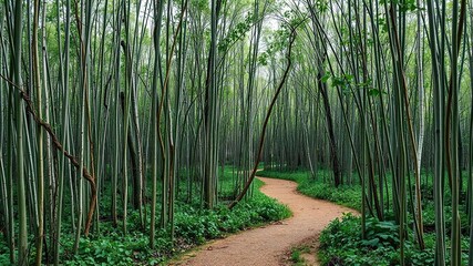 A winding path weaves through a dense thicket of pencil trees, their slender trunks entwined with vines and creepers that crawl up their length, ancient trees, shaded walkway