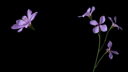 Elegant purple flower blooms on a sleek black background, creating a striking visual contrast, high contrast, unique decor