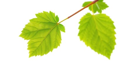 Fresh green leaf of grape isolated on white background, herb, fruit