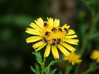 Obraz premium Goldenrod flower with multiple bumblebees collecting nectar from its center, yellow, goldenrod, blooming
